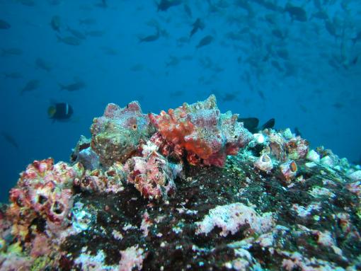 Predator and Prey - Marine ecologists at Brown University have found that barnacles thrive in strong upwelling sites in the Galapagos Islands, and are an important food source for predators such as whelks (shown in picture), a kind of sea snail.